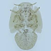 Image result for Agelanthus natalitius