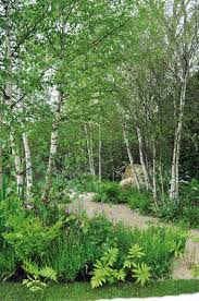 They thrive in hardiness zones 5. Top Small Trees For Garden Designers Society Of Garden Designers