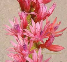 Image result for eustoma Balboa