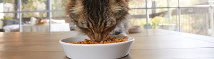 Cas confirmés, mortalité, guérisons, toutes les statistiques What To Feed A Cat With Urinary Problems Petco