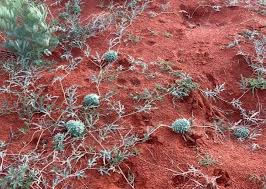 Image result for Acanthosicyos naudinianus