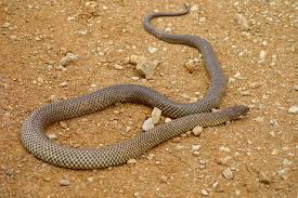 Die giftigste schlange der welt: Giftigste Schlange Der Welt Inland Taipan Oodnadatta Track South Australia Giftige Schlangen Australian Wildlife Kamele