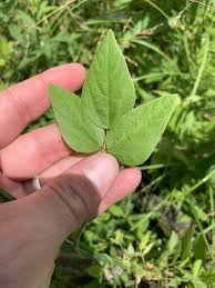 Image result for Amphicarpaea