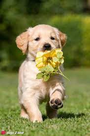 Check spelling or type a new query. Die Schonsten Hundefotos Von Dogs 2 Love Hunde Fotos Hundefotos Tiere