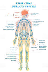 Related posts of central nervous system diagram inner parts of body chatrs. Peripheral Nervous System Medical Vector Illustration Diagram With Peripheral Nervous System Human Nervous System Nervous System