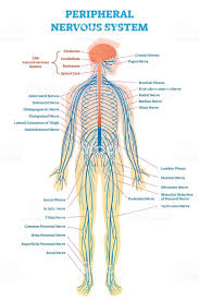 Blank central nervous system diagram : Peripheral Nervous System Medical Vector Illustration Diagram With Peripheral Nervous System Human Nervous System Nervous System