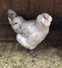 The pictures below are of crested cream legbars. Splash Ameraucana Chicken For Sale Cackle Hatchery Ameraucana Chicken Cute Chickens Pet Chickens