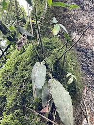 Image result for Polystachya cultriformis