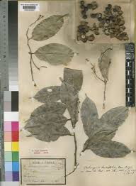 Image result for Oubanguia africana