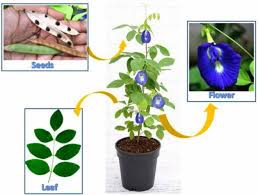 Image result for Clitoria