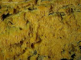 Image result for Pycnoporellus alboluteus