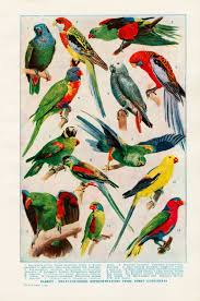 parrot poster parrot pet birds bird types