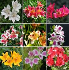 Floral composition with orange roses and white alstroemeria, peruvian lily or lily of the incas. Where Can I Buy Alstroemeria Plants Alstroemeria