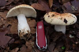 Image result for Russula perlactea
