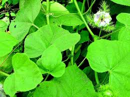 Image result for Passiflora foetida