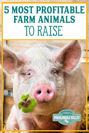 The 5 Best Farm Animals To Raise To Make A Profit Raising Farm Animals Raising Pigs Farm Animals