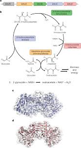 Country creek rv and marine. Marine Proteobacteria Metabolize Glycolate Via The B Hydroxyaspartate Cycle Nature