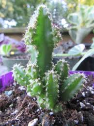 Image result for Coleus tetragonus