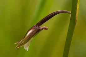 Image result for Eulophia hians