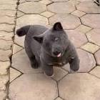 Who’s Who of the Small Dog Breeds | Petfinder