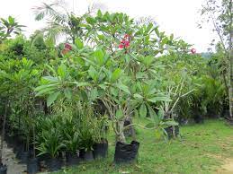 Cadangan tanam pokok bukan bemakna kemorosotan hutan asli. 20 Pilihan Pokok Pokok Teduhan Berbunga