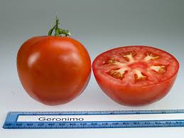 This heirloom tomato variety matures fully in about 90 days. Tomato Varieties Rutgers Njaes