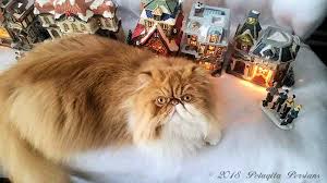 Ukpets found the following persian for sale in the uk. Persian Kitten Breeders Pelaqita Persians