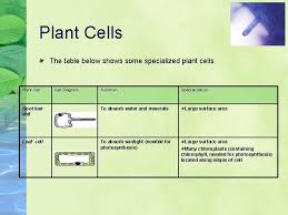 Maybe you would like to learn more about one of these? Specialized Cells D Crowley 2007 Specialized Cells Animal