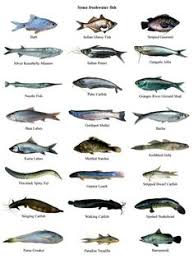 Pin On Bangladesh Fish Species