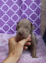 We invite you and your family to come visit our facility in beautiful conroe, texas. Great Dane Puppies For Sale Austin Tx 211806 Petzlover