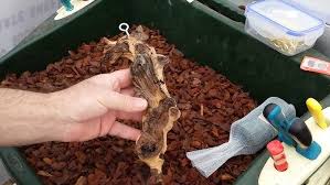 Image result for Rangaeris