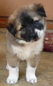 We've seen german shepherds mixed with both large and small dog breeds. Akita Shepherd Dog Breed Information Dogs Breed Usa