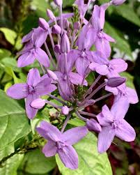Image result for Pseuderanthemum