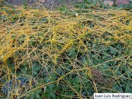 Image result for Cuscuta planiflora