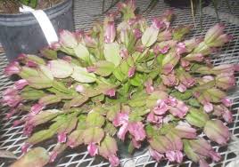 Water the dirt and leaves whenever the top inch of soil gets dry, and stop watering in october to get ready for the bloom. Plants Are The Strangest People Tease Schlumbergera Truncata Cvv
