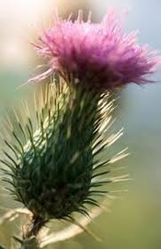 How To Make Thistle Flower Rennet Ehow How To Make Cheese Charcuterie Cheese Wild Edibles