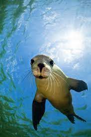 A Young Australian Sea Lion Is Intrigued By Its Own Reflection In The Photographer S Underwater Camera Baird Bay Sout Animals Animals Beautiful Ocean Animals