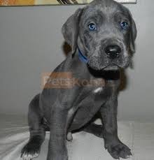 We did not find results for: Blue Great Dane Puppies Potty Trained Petskona Com