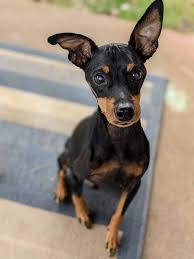 Listings are alphabetized by county (when known). Dog For Adoption Frank A Miniature Pinscher Mix In Pflugerville Tx Petfinder