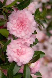 Buy October Magic Pink Perplexion Camellia Free Shipping For Sale Online From Wilson Bros Gardens In 2020 Beautiful Flowers Camellia Flower Plant Sale