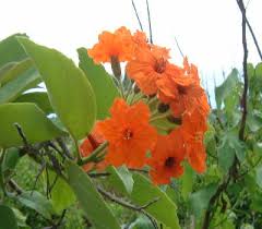 Image result for Cordia senegalensis