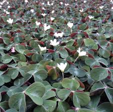 Image result for Oxalis oligotricha
