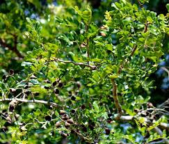 Image result for Dialium schlechteri