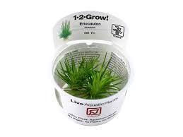 Image result for Eriocaulon truncatum