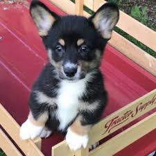 Corgi puppies will have their dews removed, first set of shots and worming our puppies also come. Pembroke Welsh Corgi Puppies For Sale In Minnesota Bejay S Corgis