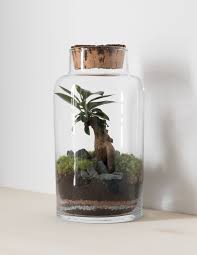 Studio Hazeldean Cylindrical Glass Terrarium Containing Bonsai Ficus Tree And Moss Garden With Cork St Modern Japanese Style Interior Plants Miniature Garden