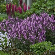 We did not find results for: Photo Essay Deer And Rabbit Resistant Perennials Perennial Resource Perennials Salvia Planting Bulbs