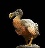 Résultat de recherche d'images pour "image du dodo"