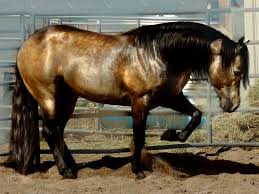 What Is The Most Popular Horse Breed For Reining Dunitgoodinhollywood Buckskin Stallion Reining Barrels Horses Reining Horses Most Beautiful Horses