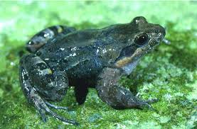 Image result for Dewildemania burundiensis